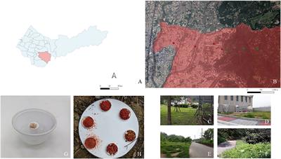 Urbanization causes shifts in the functional traits and foraging activity, and alters food particle size preference and biomass removal of urban-dwelling ants